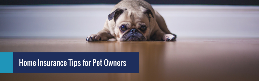 home-insurance-tips-for-pet-owners